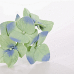 hortensia-300×200